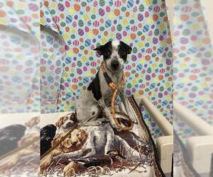 Chihuahua-Unknown Mix Dogs for adoption in Modesto, CA, USA