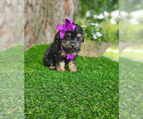 Medium Photo #2 Poodle (Toy) Puppy For Sale in INDIANAPOLIS, IN, USA