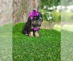 Small #1 Poodle (Toy)