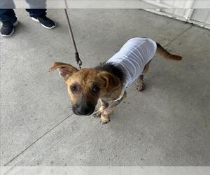 German Shepherd Dog Dogs for adoption in Conroe, TX, USA
