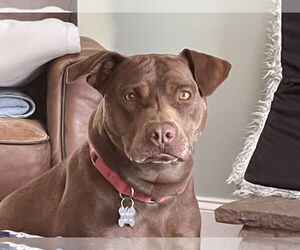 Nallah - Female American Staffordshire Terrier-Labrador Retriever Mix Dog for Adoption - Photo #18