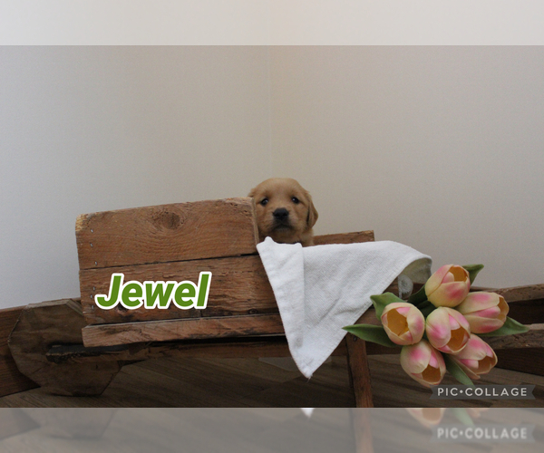 Medium Photo #55 Golden Retriever Puppy For Sale in MIDDLEBURG, PA, USA