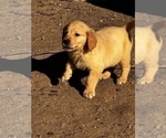 Small Photo #20 Golden Retriever Puppy For Sale in ORCHARD, NE, USA