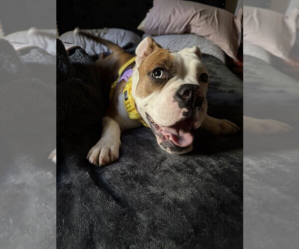 Medium Photo #4 Bulldog-Unknown Mix Puppy For Sale in Springdale, PA, USA