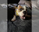 Small #3 Bulldog Mix