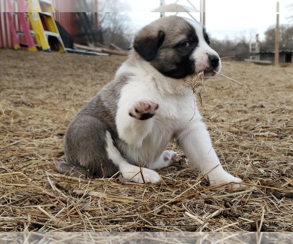 Medium Photo #1 Anatolian Shepherd Puppy For Sale in COMMERCE, TX, USA