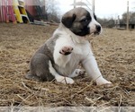Small Photo #1 Anatolian Shepherd Puppy For Sale in COMMERCE, TX, USA
