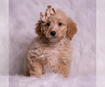 Small Photo #11 Goldendoodle (Miniature) Puppy For Sale in WARSAW, IN, USA