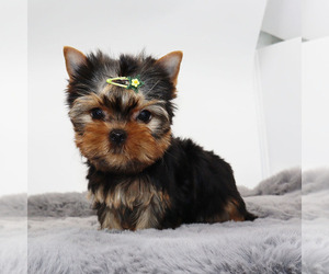 Yorkshire Terrier Puppy for sale in LOS ANGELES, CA, USA