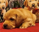 Small Photo #39 Labrador Retriever Puppy For Sale in BUFFALO, NY, USA