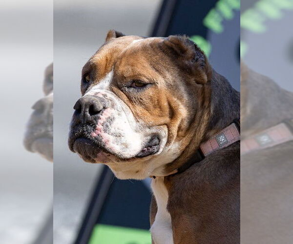 Medium Photo #3 Bulldog-Unknown Mix Puppy For Sale in Hillsboro, NH, USA