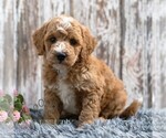 Small #3 Goldendoodle (Miniature)