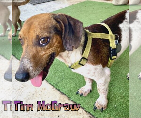 Medium Photo #6 Dachshund Puppy For Sale in San Antonio, TX, USA