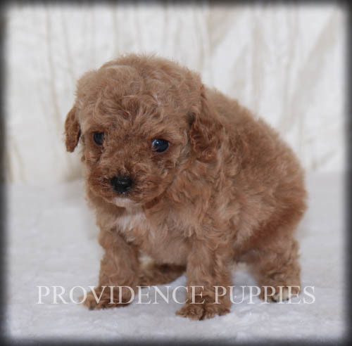 Medium Photo #17 Poodle (Miniature) Puppy For Sale in COPPOCK, IA, USA