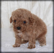 Small Photo #17 Poodle (Miniature) Puppy For Sale in COPPOCK, IA, USA
