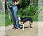 Small #1 Beagle-Border Collie Mix