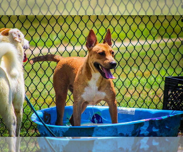 Medium Photo #3 Mutt Puppy For Sale in Evansville, IN, USA