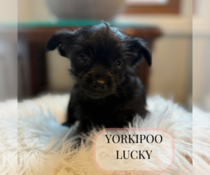YorkiePoo Puppy for sale in ELMHURST, IL, USA