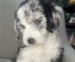Small Photo #140 Sheepadoodle Puppy For Sale in HUNTINGTON BEACH, CA, USA