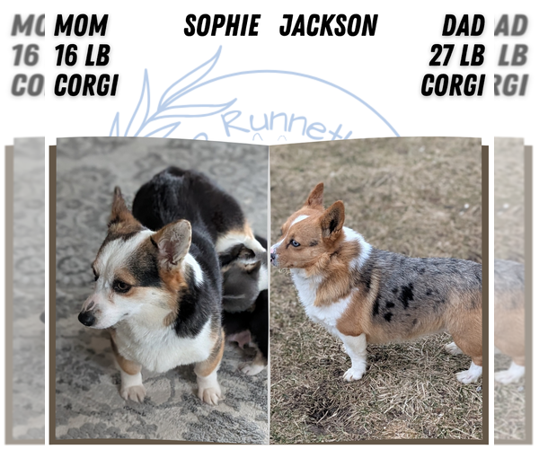 Medium Photo #6 Pembroke Welsh Corgi Puppy For Sale in GOSHEN, IN, USA