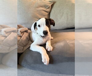 Collie-Unknown Mix Dogs for adoption in St. Louis Park, MN, USA