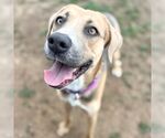 Small #1 American Foxhound-German Shepherd Dog Mix