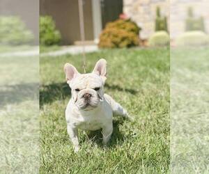 French Bulldog Puppy for sale in EASTVALE, CA, USA