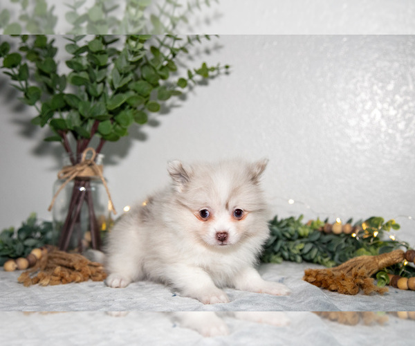 Medium Photo #6 Pomeranian Puppy For Sale in GOSHEN, IN, USA