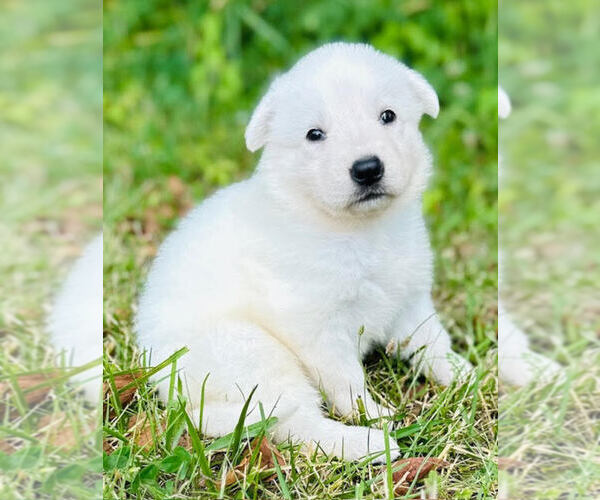 Medium Photo #5 German Shepherd Dog Puppy For Sale in CARDINGTON, OH, USA
