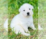 Small #4 German Shepherd Dog