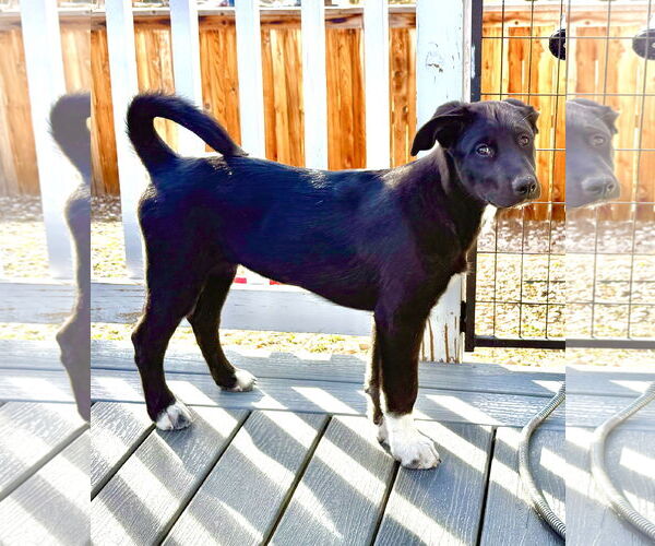 Medium Photo #6 Scottish Collisky Puppy For Sale in Littleton, CO, USA