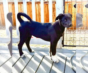 Erica - Female Scottish Collisky Dog for Adoption - Photo #6