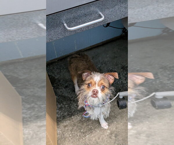 Medium Photo #2 Chihuahua Puppy For Sale in Evansville, IN, USA