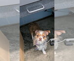 Small #1 Chihuahua