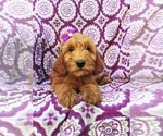 Small Photo #5 Irish Doodle Puppy For Sale in LANCASTER, PA, USA