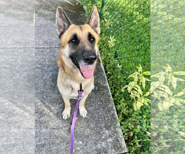 Medium Photo #2 German Shepherd Dog Puppy For Sale in Plantation, FL, USA