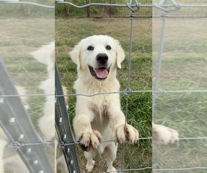 Great Pyrenees Puppy for Sale in LOCKHART, Texas USA