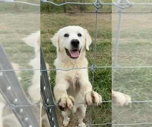 Great Pyrenees Puppy for sale in LOCKHART, TX, USA