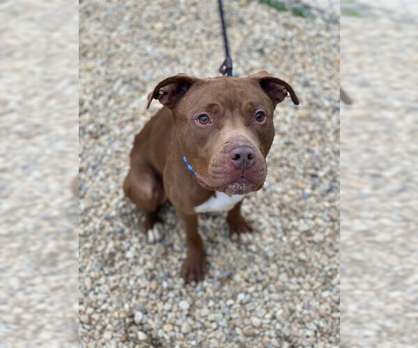 Medium Photo #2 Mutt Puppy For Sale in Forestville, MD, USA