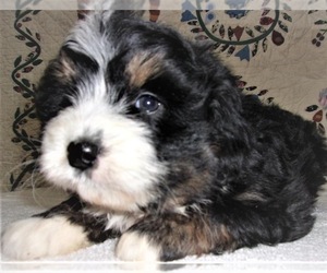 Miniature Bernedoodle-Unknown Mix Puppy for sale in WEST GROVE, PA, USA