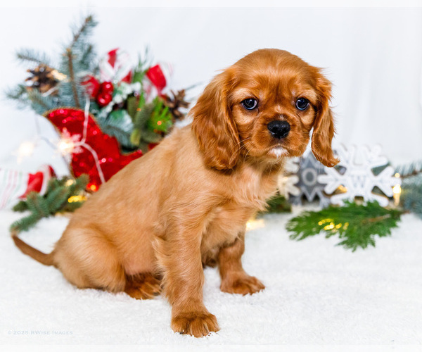 Medium Photo #5 Cavalier King Charles Spaniel Puppy For Sale in WAKARUSA, IN, USA