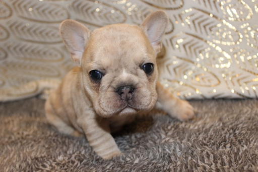 Medium Photo #1 French Bulldog Puppy For Sale in CARMEL, IN, USA