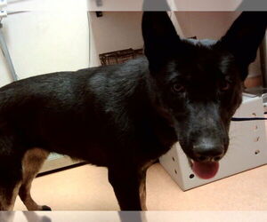 German Shepherd Dog Dogs for adoption in Martinez, CA, USA