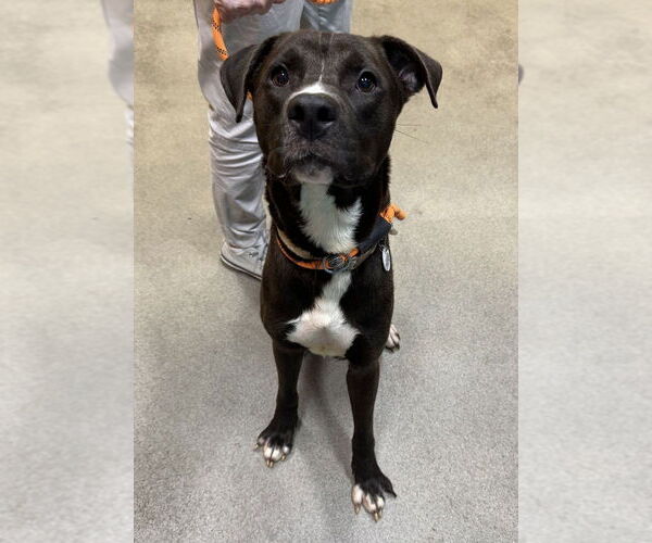 Medium Photo #4 Labrador Retriever-Unknown Mix Puppy For Sale in Greenbelt, MD, USA