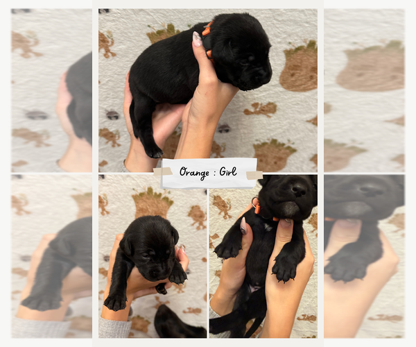 Medium Photo #1 Dalmatian-Labrador Retriever Mix Puppy For Sale in ANTIOCH, CA, USA