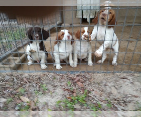 Medium Photo #1 Brittany Puppy For Sale in FORT MC COY, FL, USA