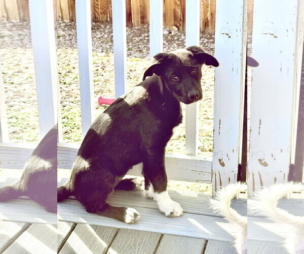 Medium Photo #5 Scottish Collisky Puppy For Sale in Littleton, CO, USA