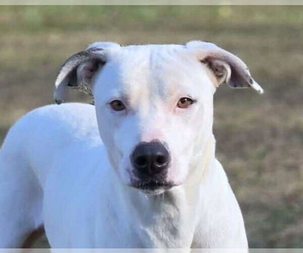 Medium Photo #2 Mutt Puppy For Sale in Anniston, AL, USA