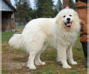 Father of the Great Pyrenees puppies born on 01/19/2024