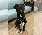 Small #1 American Pit Bull Terrier Mix
